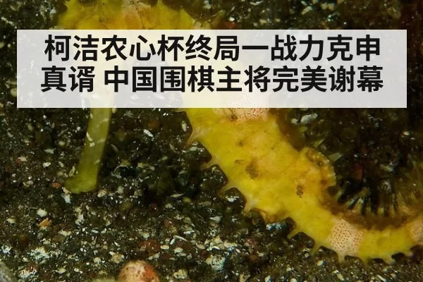 柯洁农心杯终局一战力克申真谞 中国围棋主将完美谢幕